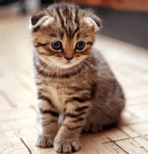 cute cat google